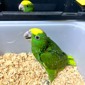 bella – doppelgelbkopfamazone weiblich, 1 jahr