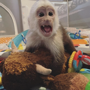 Sam – Male Capuchin monkey