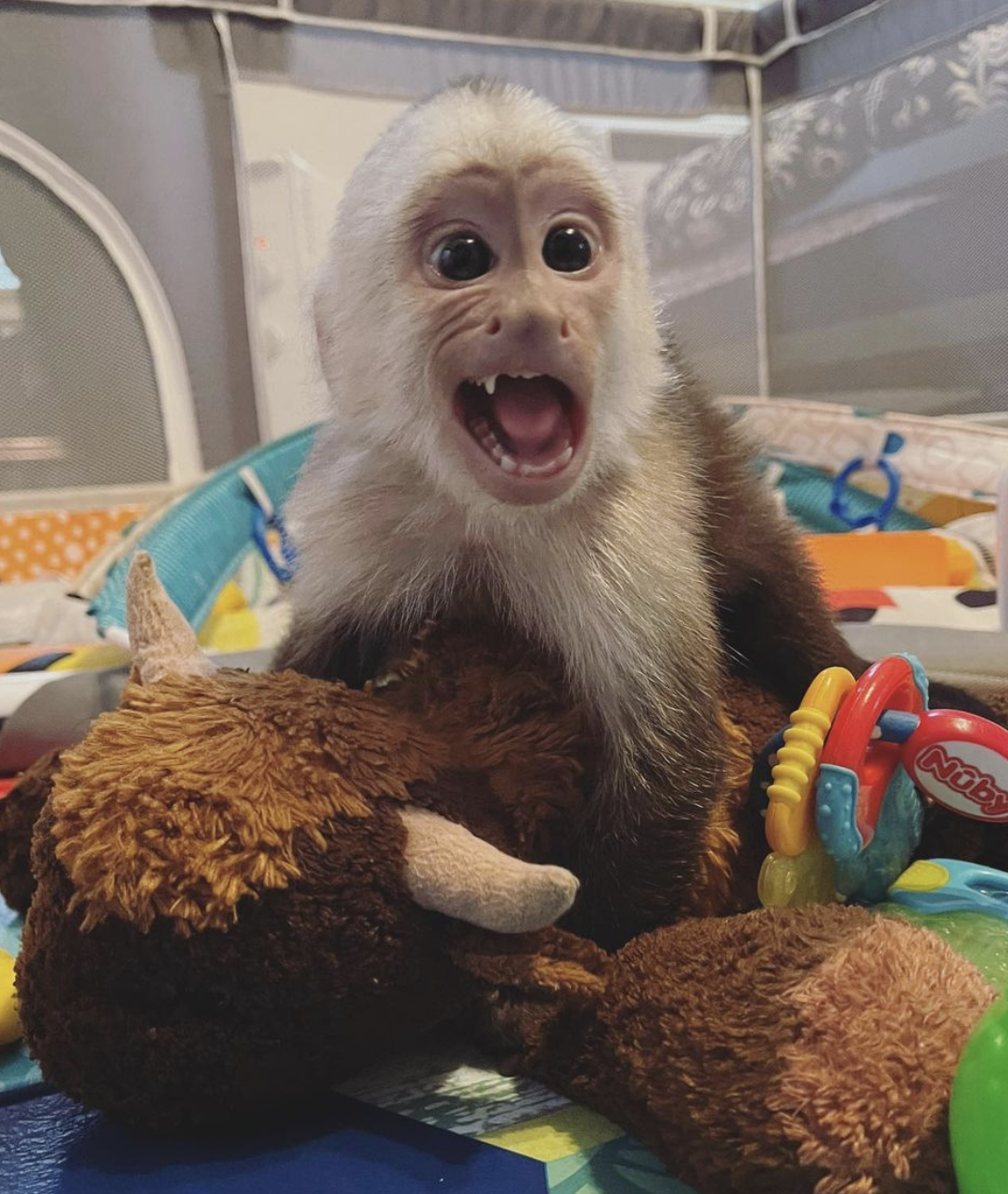 Sam – Male Capuchin monkey