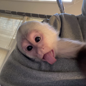 celin – female capuchin monkey