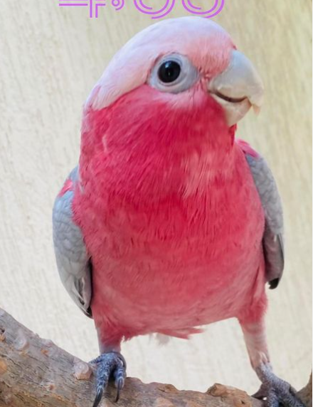 Elmo – Rosakakadu männlich, 1 Jahr – Bild 2