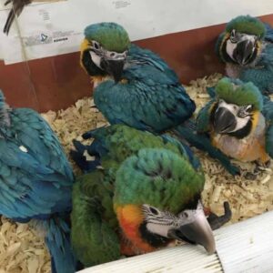 lalo – blau gold ara männlich, 1 jahr