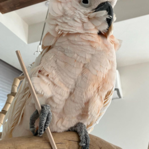 frida – inkakakadu weiblich, 3 monate