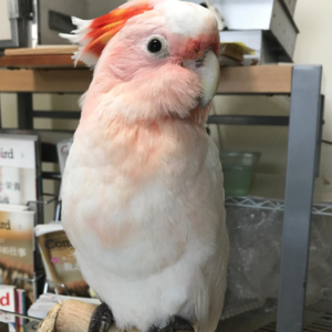 frida – inkakakadu weiblich, 3 monate