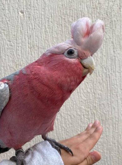 Elmo – Rosakakadu männlich, 1 Jahr – Bild 4