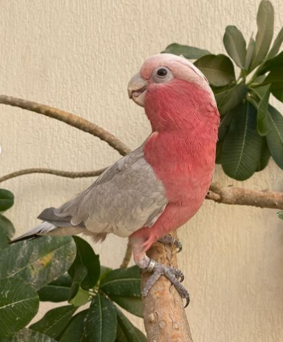 Elmo – Rosakakadu männlich, 1 Jahr – Bild 3