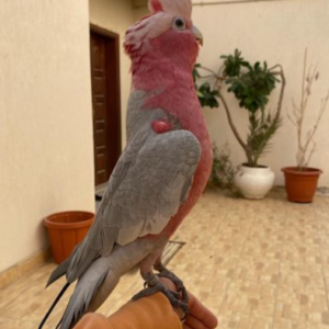 Elmo – Rosakakadu männlich, 1 Jahr