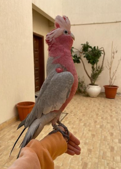 Elmo – Rosakakadu männlich, 1 Jahr