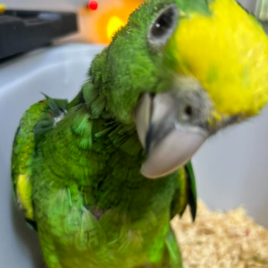 bella – doppelgelbkopfamazone weiblich, 1 jahr
