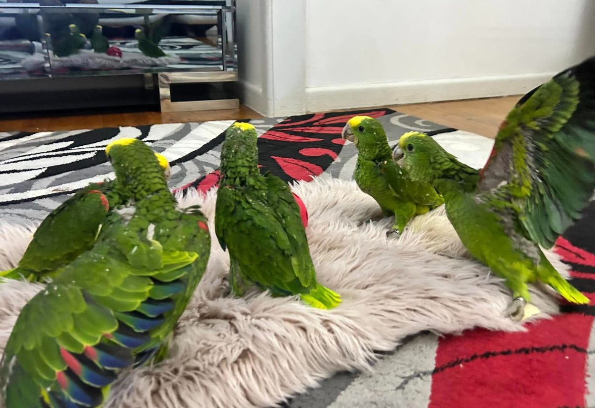 bella – doppelgelbkopfamazone weiblich, 1 jahr bella – doppelgelbkopfamazone weiblich, 1 jahr