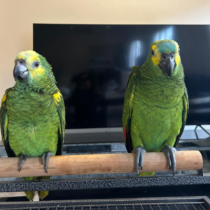 bella – doppelgelbkopfamazone weiblich, 1 jahr