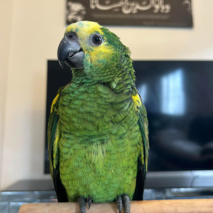 bella – doppelgelbkopfamazone weiblich, 1 jahr