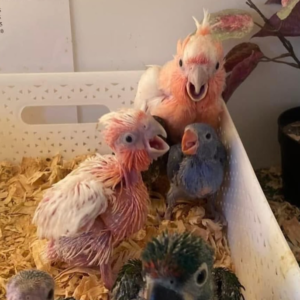 frida – inkakakadu weiblich, 3 monate