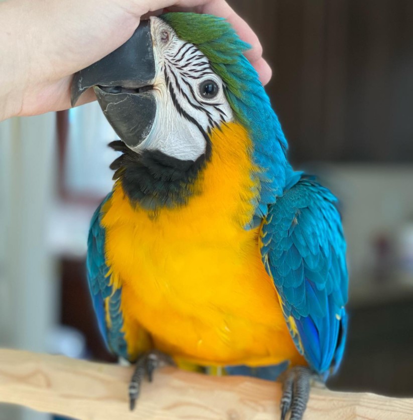 lalo – blau gold ara männlich, 1 jahr lalo – blau gold ara männlich, 1 jahr